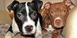This Workout Will Make You Feel Like A Shelter Dog, For The Best Possible Reason This Workout Will Make You Feel Like A Shelter Dog, For The Best Possible Reason