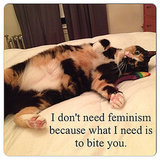 We Chat With the Founder of Tumblr Hit "Confused Cats Against Feminism" We Chat With the Founder of Tumblr Hit "Confused Cats Against Feminism"