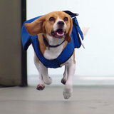 Dog Working Lost and Found at Airport | Video