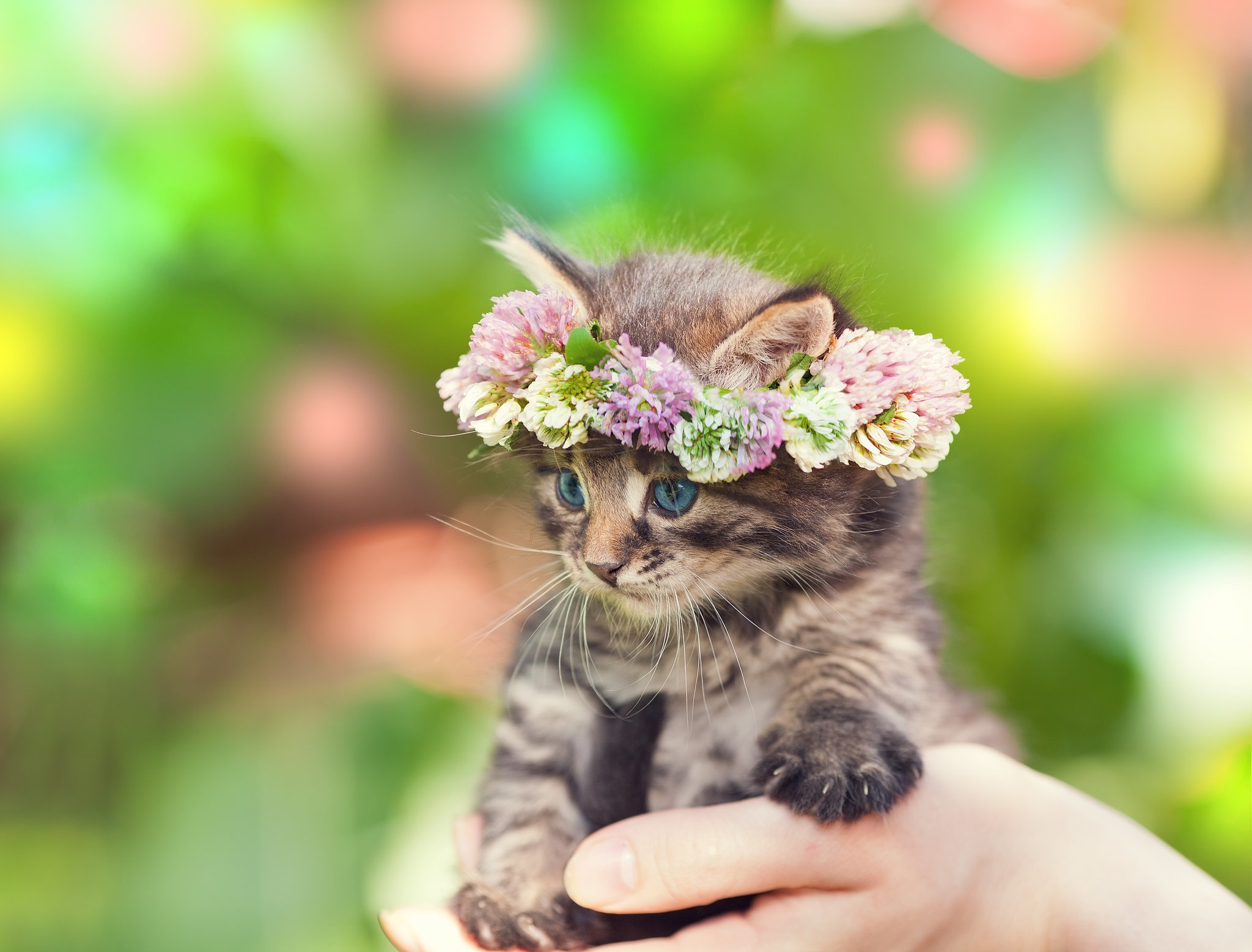 flower crown NEW 844 FLOWER CROWNS FOR CATS