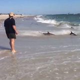 This Crazy Shark Feeding Frenzy