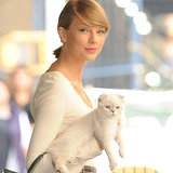 Purr-fect Guide Taylor Swift's Obsession