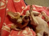 Playing with my paws!