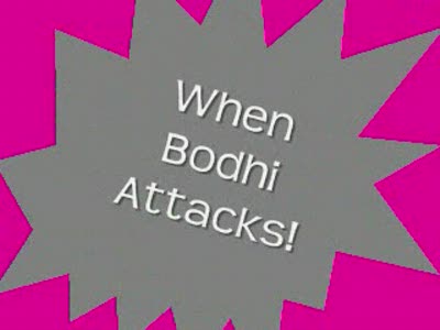 When Bodhi Attacks!