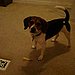 Tossy Pouncey2