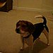 Tossy Pouncey 1
