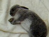 Towel bunny