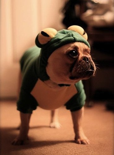 Samson The Frog