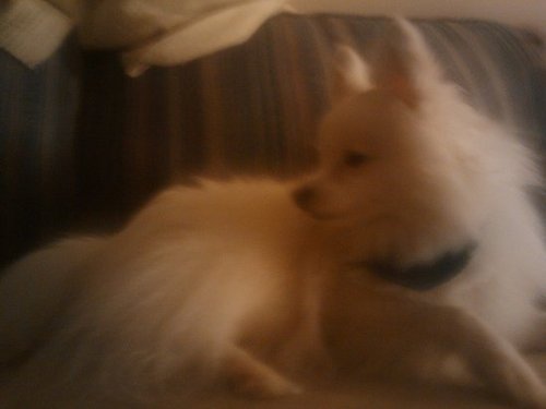Pippin!