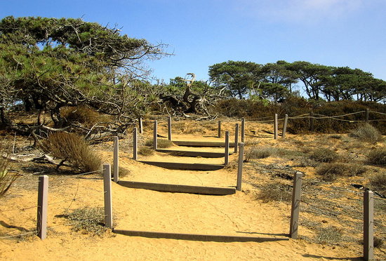 Trail at Torrey Pines