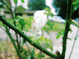 Thorns are good