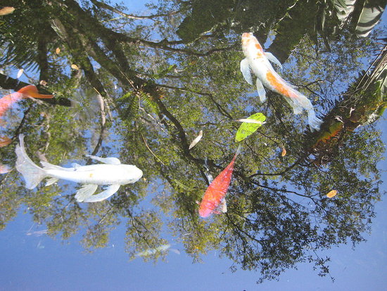 Fish swimming in the trees