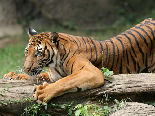 The Crouching Tiger