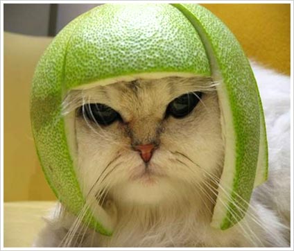 Funny Pic of the Day - They meowed me to put this on for the football game...