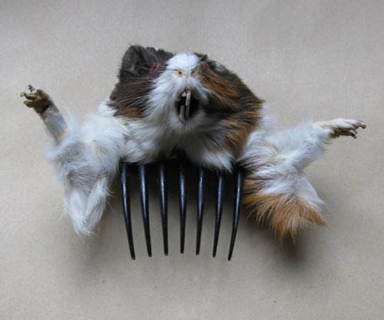 Taxidermied Hair Accessories Taxidermied Hair Accessories