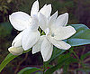 Definition of Sampaguita