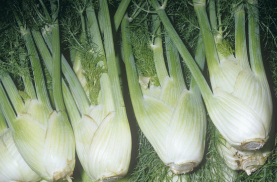 Guide to Fennel Guide to Fennel
