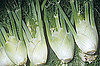 Guide to Fennel