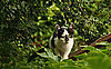 It's Feral Cat Day — Have You Ever Seen One?