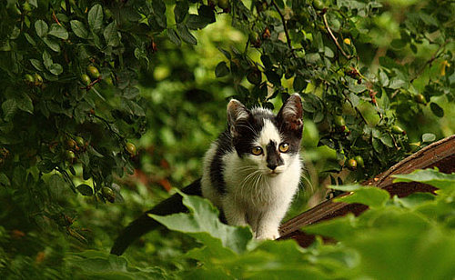 It's Feral Cat Day — Have You Ever Seen One?