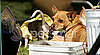 Behind-the-Scenes of Beverly Hills Chihuahua 2