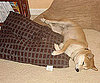 Pet Pic of the Day: Somebody Missed the Bed
