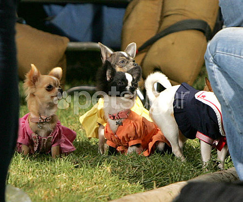 Behind-the-Scenes of Beverly Hills Chihuahua 2 Behind-the-Scenes of Beverly Hills Chihuahua 2