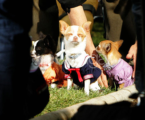 Behind-the-Scenes of Beverly Hills Chihuahua 2 Behind-the-Scenes of Beverly Hills Chihuahua 2