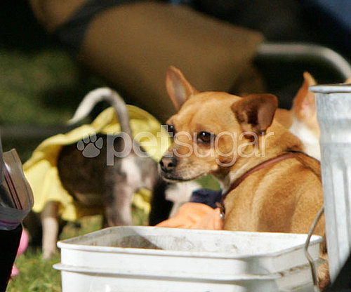 Behind-the-Scenes of Beverly Hills Chihuahua 2 Behind-the-Scenes of Beverly Hills Chihuahua 2