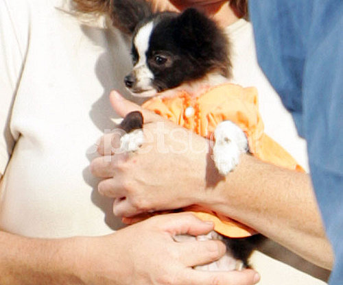 Behind-the-Scenes of Beverly Hills Chihuahua 2 Behind-the-Scenes of Beverly Hills Chihuahua 2