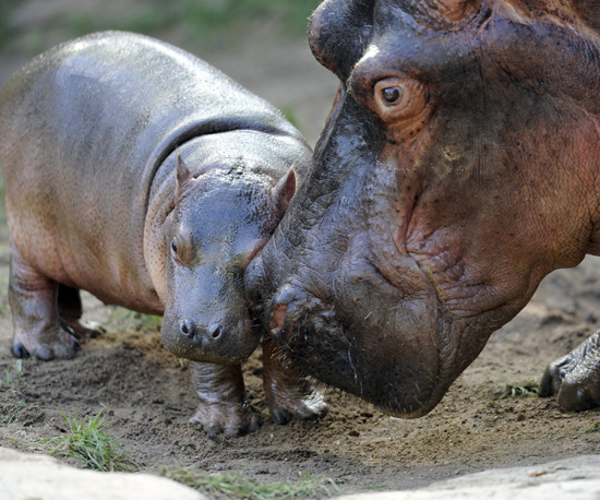 Hi, Kumba — This Big Hippo Babe Measures Up! Hi, Kumba — This Big Hippo Babe Measures Up!