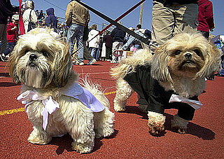 I Need Your Help . . . Must Two Dogs Equal Two Leashes?