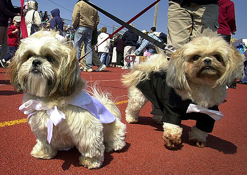I Need Your Help . . . Must Two Dogs Equal Two Leashes?