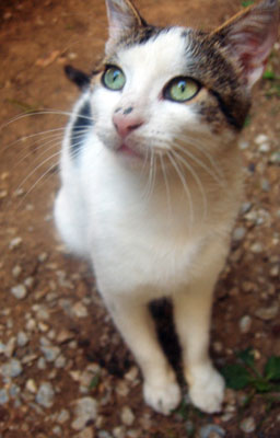 To the Rescue: How to Make Friends With a Friend's Cat