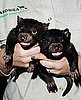 Tasmanian Devil Babies!