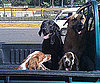 Pet Pic of the Day: The More, the Merrier