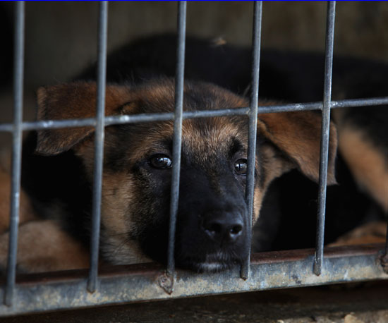 Myth: Dogs Are in Shelters Because They Were Not Good Pets. Myth: Dogs Are in Shelters Because They Were Not Good Pets.