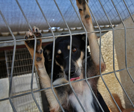 Myth: Shelter Dogs Have Irreparable Bonding and Socializing Issues. Myth: Shelter Dogs Have Irreparable Bonding and Socializing Issues.