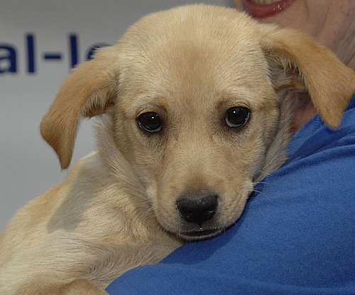 Myth: These Dogs Are Untrained. Myth: These Dogs Are Untrained.