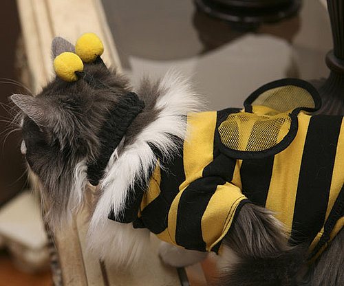 Bumbling Bee Bumbling Bee