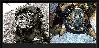 Pick the Cuter Pet For a Chance to Win $1,000!