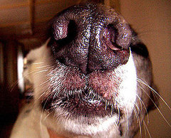 Does Your Nose Know These Facts About Wet Doggie Snouts? Does Your Nose Know These Facts About Wet Doggie Snouts?