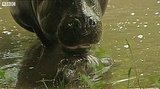 Baby Pygmy Hippo Born in Scotland 