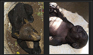 Play Our Baby Animal Faceoff For a Chance to Win $1,000!