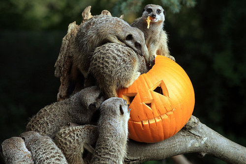 Bristol Zoo Celebrates Halloween Bristol Zoo Celebrates Halloween