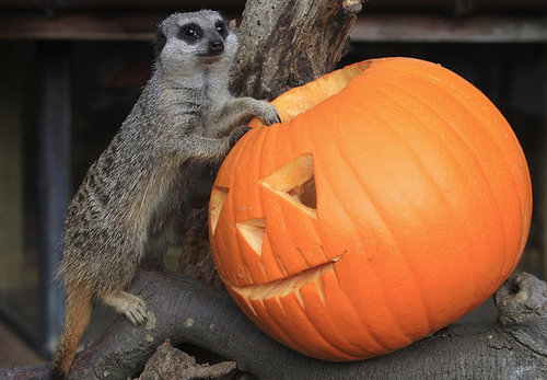 Bristol Zoo Celebrates Halloween Bristol Zoo Celebrates Halloween