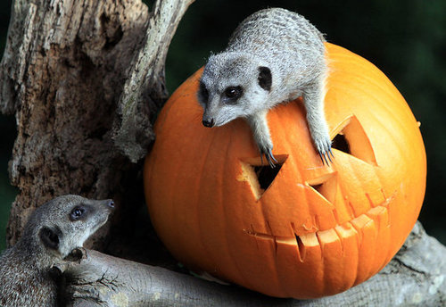 Bristol Zoo Celebrates Halloween Bristol Zoo Celebrates Halloween