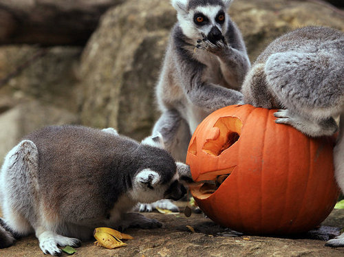 Bristol Zoo Celebrates Halloween Bristol Zoo Celebrates Halloween