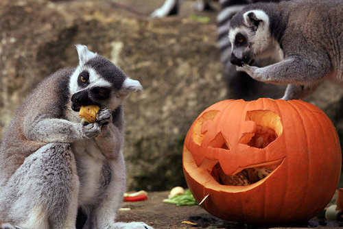 Bristol Zoo Celebrates Halloween Bristol Zoo Celebrates Halloween