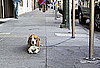 Do Tell: Do You Greet Pets on the Street?